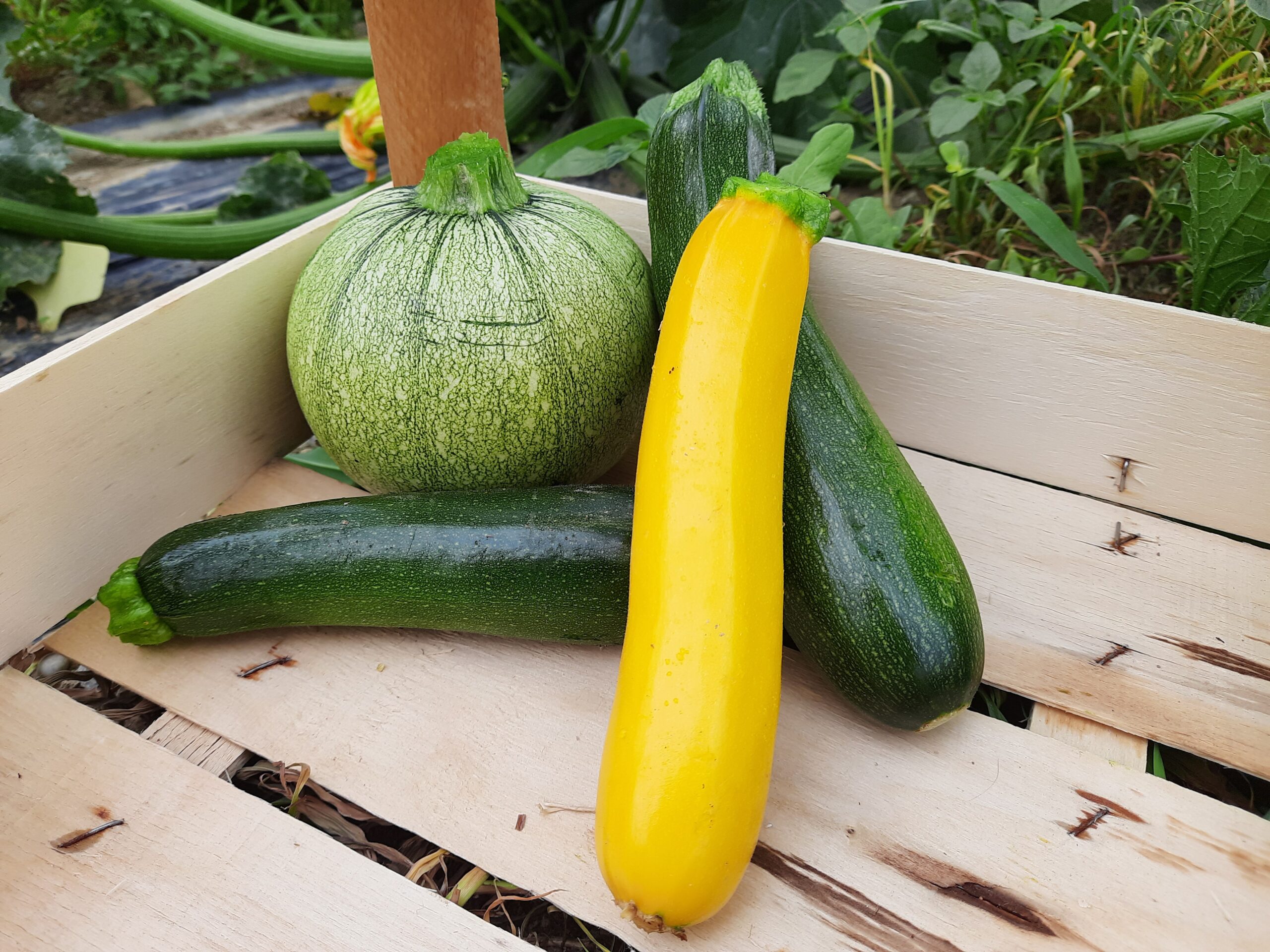 Immagini Stock - Zucchine Fresche Mature Utili Come Parte Del Cibo